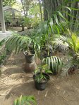 Areca congesta