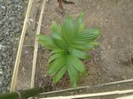 Areca catechu dwarf * Vari�t� du Cambodge