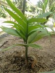 Areca catechu dwarf * Vari�t� du Cambodge