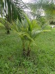 Cocos nucifera var. � 2 t�tes 