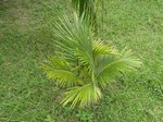 Cocos nucifera var. � 2 t�tes 