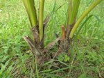 Cocos nucifera var. � 2 t�tes 