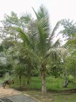 Cocos nucifera * Parents � 2 t�tes