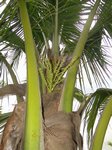 Cocos nucifera * Parents � 2 t�tes