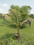 Cocos nucifera var. 'Kati' * Utilis�e pour le lait