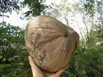 Cocos nucifera � grosses noix  