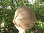 Cocos nucifera � grosses noix  