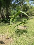 Cocos nucifera � grosses noix rondes 