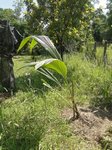 Cocos nucifera � grosses noix rondes 