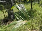 Cocos nucifera � grosses noix rondes 