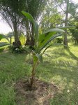 Cocos nucifera * Noix ronde en grappes serr�es * Grande Terre 'Nouvelle Cal�donie'