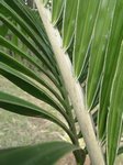 Dypsis sp. white petiole
