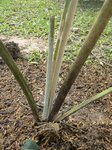 Dypsis sp. white petiole