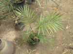 Calamus sp. � identifier