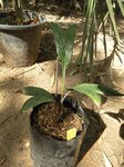 Dypsis heterophylla