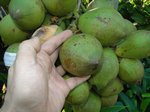 Cocos nucifera var. 'Puang roy'