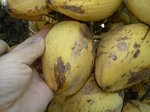 Cocos nucifera var. 'Puang tong' = Groupe dor�'