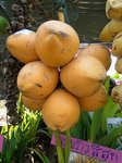 Cocos nucifera var. 'Si suk' = Couleur fonc�e