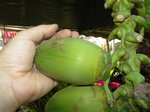Cocos nucifera var. 'Pueak wan' = Bourre sucr�e commestible