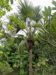 Livistona chinensis 