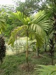Areca catechu var. alba 