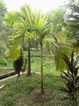 Areca catechu var. alba 