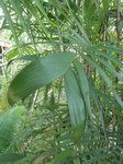 Chamaedorea seifrizii rumpens form