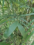 Chamaedorea seifrizii rumpens form