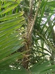 Calamus sp. � identifier     