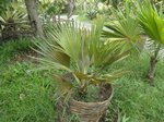 Copernicia sp. � identifier    