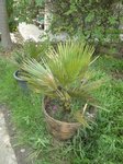 Copernicia sp. � identifier    