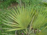 Copernicia sp. � identifier    