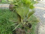 Copernicia sp. � identifier    