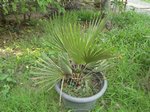Copernicia sp. � identifier