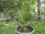 Copernicia sp. � identifier