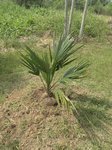 Sabal sp. huge leaf 