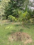 Dypsis sp. � identifier