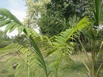 Dypsis sp. � identifier