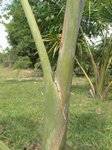 Dypsis sp. � identifier