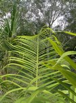 Dypsis sp. � identifier
