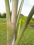 Dypsis sp. � identifier