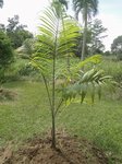 Dypsis sp. � identifier