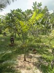 Dypsis sp. � identifier