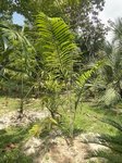 Dypsis sp. � identifier