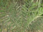 Phoenix dactylifera var. ?   