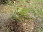 Copernicia sp. � identifier    