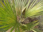 Copernicia sp. � identifier    
