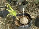 Cocos nucifera var. 'Kati Si Tong' * = Kati jaune dor� utilis�e pour le lait