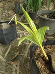 Cocos nucifera var. 'Kati Si Tong' * = Kati jaune dor� utilis�e pour le lait
