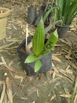 Cocos nucifera var. 'Houaling' * = T�te de singe
